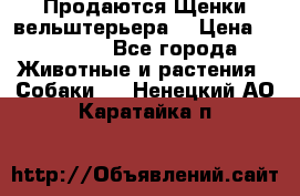 Продаются Щенки вельштерьера  › Цена ­ 27 000 - Все города Животные и растения » Собаки   . Ненецкий АО,Каратайка п.